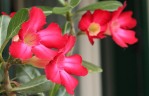 fiore-rosa-del-deserto