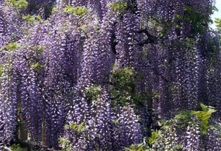 japanese-wisteria